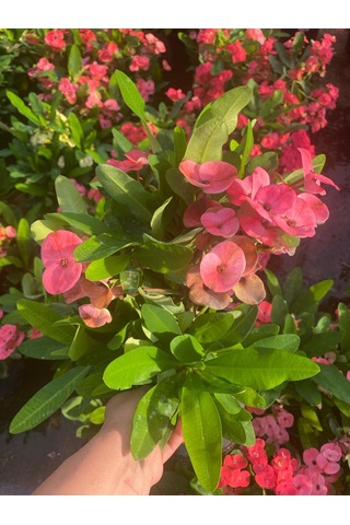 Pink Euphorbia Milii Dikenler Tacı Çiçeği Pembe Renk 15-25cm