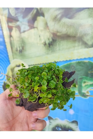 Repens "Dichondra Repens"Mango Köküne Sarılı Kök Boy : 10 CM civa