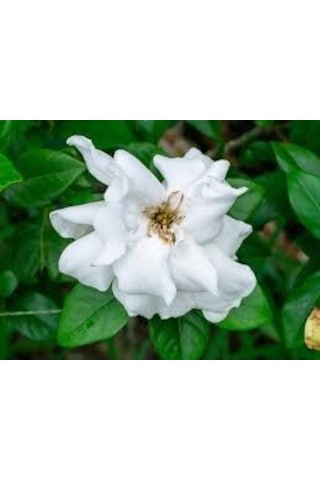 50 Adet Tohum Nadir Bulunan Beyaz Gardenya Çiçeği Tohumu Saksı To