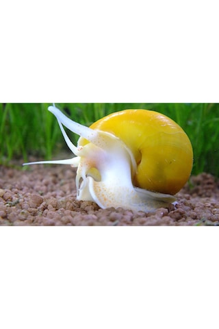 Elma Salyangozu Altın Damızlık Altı 10 Adet 5 Erkek 5 Dişi