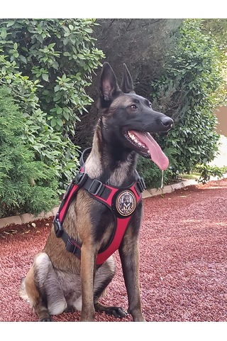 Tactical Göğüs Tasması Taktik Tasma Kırmızı