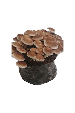 Shiitake Mantarı Deneme Kiti