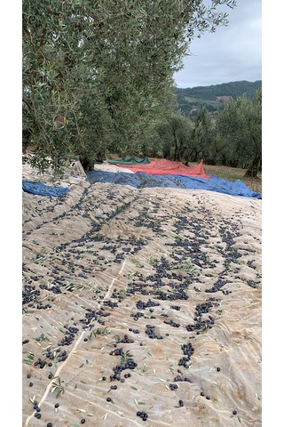 Gurme Serisi - Yuvarlama Siyah Zeytin 2 No 220-260 Dane 3000 Gr