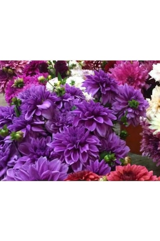Dev Yıldız Çiçeği Yıldız Soğanı Dahlia Lilac Time Soğanı 1 Adet  Boy 120 cm-844451101