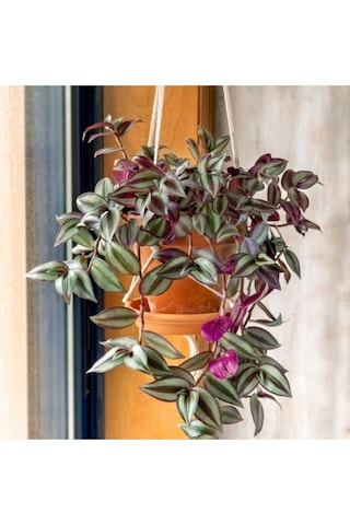 Çok Avantajlı Telgraf Çiçeği Askılı Saksı Tradescantia Zebrina Çiçeği Diğer