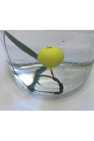 3 Adet Küspeli Sazan Rig Takımı 6 Adet Küspe 14 Mm Pop Up'lı