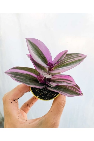 Formlu Sarı Renk Bahçe Gülü Çiçeği Saksıda 1 Adet 30-50cm+ Para Çiçeği