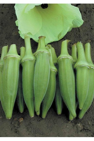 Bamya Tohumu Y.akköy 41 Sultani