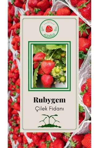 Rubgyem Çilek Fidesi Açık Kök ve Taze Söküm (Frigo)