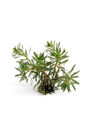 Rotala Wallichi In Vitro Canlı Bitki Diğer