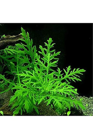 Hygrophila Difformis Çınar 4 Kök 1 Saksı 8-10 Cm