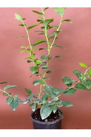 Yaban Mersini Vaccinium Corymbosum 70 Cm Saksılı Meyve Fidanı