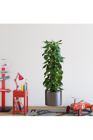 Saksılı Bitki Tasarımlı Yapışkanlı Sticker Resim 90 30 Cm 5570 Şeffaf