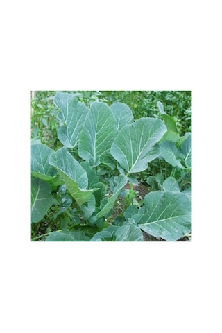 Karadeniz Lahana Tohumu - 5 Gram