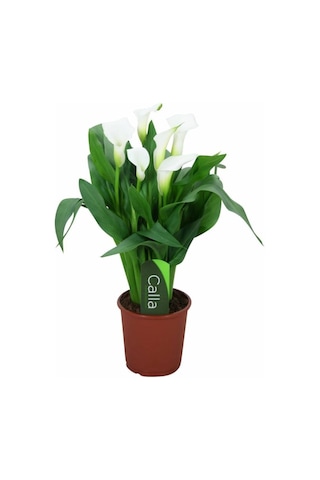 Gala Gelin Çiçeği Calla Lily Beyaz 10-20 Cm