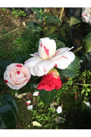 Kırmızı Beyaz 3 Renk Açar 25-40 Cm Özel Ürün
