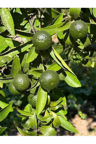 Lokmacı Ana Yeşil Bodrum Mandalinası Satsuma 1 KG