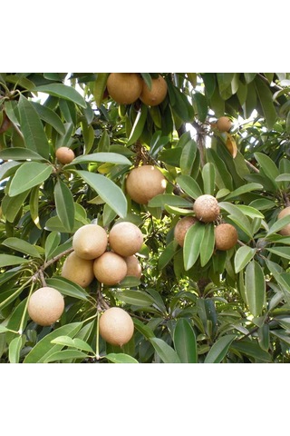 Tohhum Sapodilla Meyvesi Tohumu