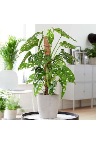 Delikli Monstera (Monstera Adonsonii Monkey Mask) Sopalı