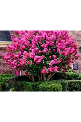 Pembe Oya Ağacı Fıdanı 80 CM Saksılı