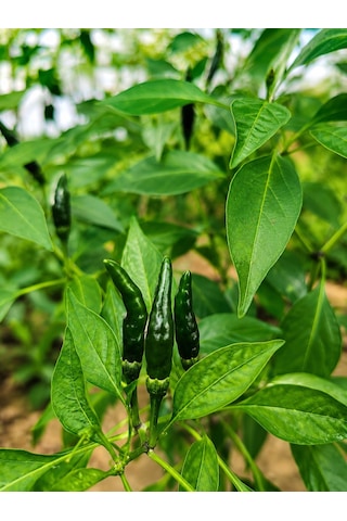 Bird Eye Pepper / 50.000 100.000 Scoville - Gerçek Taze Acı Biber