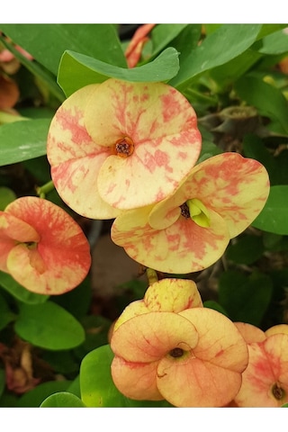Taylanda Mili - Dikenler Tacı Iri Ebrulî Çiçek Açan Bitki Boyu 5-7 Cm'dir 5.5cm Saksılı-9088096634096