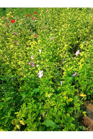 Yeşil Deniz Fidancılık Hatmi Fidanı 50-100 Cm