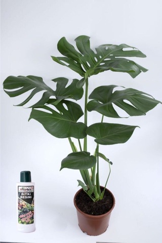 Deve Tabanı Çiçeği Besin Hediyeli Monstera Deliciosa Iç Mekan Bitkisi