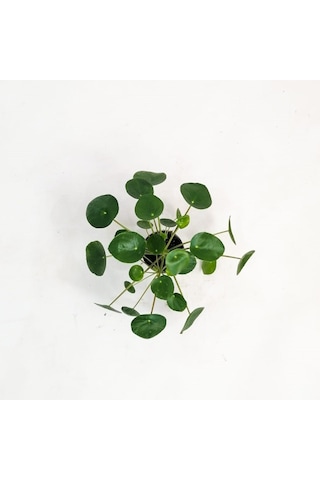 Pilea Peperomioides-çin Para Bitkisi