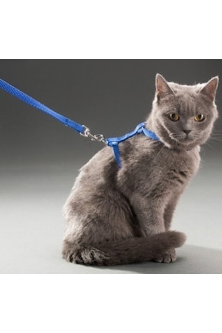 Kedi Boyun Ve Göğüs Tasması - 24242414431sa