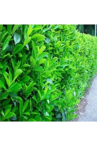 Serada Decor Plant Kartopu Viburnum Lucidum Fidanı 15-25 Cm 3 Adet Doğal Çit Duvar
