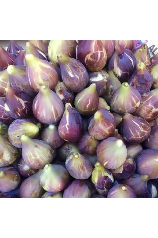 Tüplü Yöresel Jumbo Meyveli Karadeniz Patlıcan Inciri Fidanı