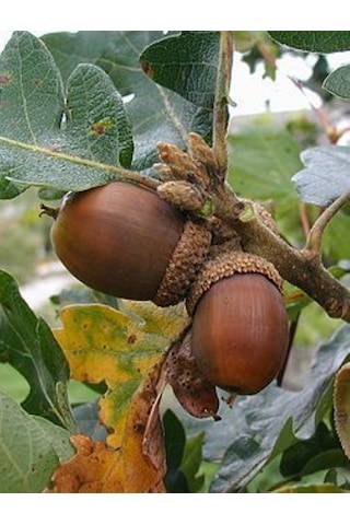 Meşe Palamut Fidanı 1 Adet 20 - 30 Cm Boylarında