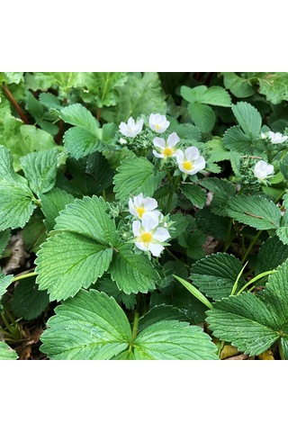 Beyaz Çilek Pineberry Fidesi