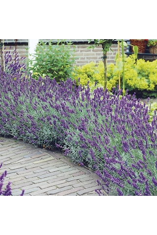 Lavanta Lavandula Angustifolia 5 Adet