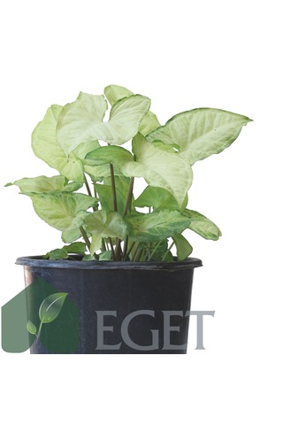 Melek Kanadı Çiçeği Syngonium Podophyllum - 3 Lt Saksıda