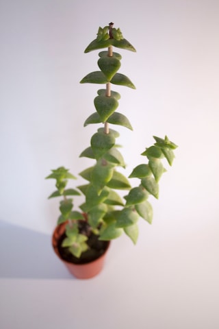 Crassula Rupestris Sukulent Tekli 5,5 Cm Saksıda