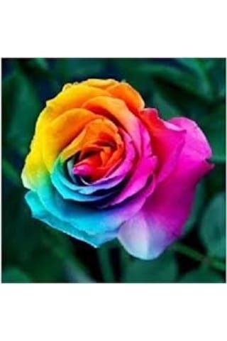 10 Adet Tohum Nadir Gökkuşağı Karışık Renkli Baston Gül Saksı To
