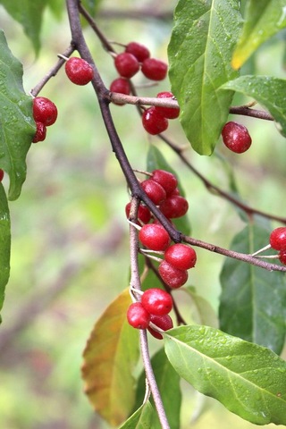 Bahçevilya Güz Yemişi Fidanı 2 Yaşında Tüplü