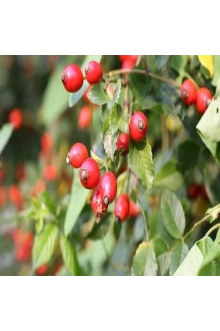 Tüplü Doğal Anadolu Kuşburnu Fidanı