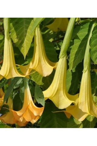 Cennet Borazanı Boru Çiçeği Yoğun Kokulu Sarmaşık 30-50 Cm