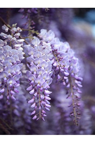 Videolu Mor Salkım 50-60 Saksılı/tüplü Dış Mekan Sarmaşık Bitkileri Wisteria