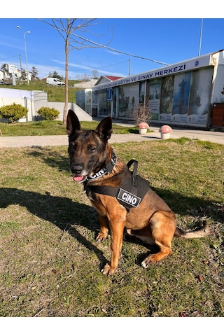 MgTasma K9 Göğüs Ve Boyun Tasma Seti Siyah