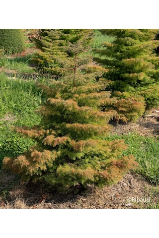Cryptomeria Japonica Elegans Kadife Çam Fidanı 40-60 Cm Arası