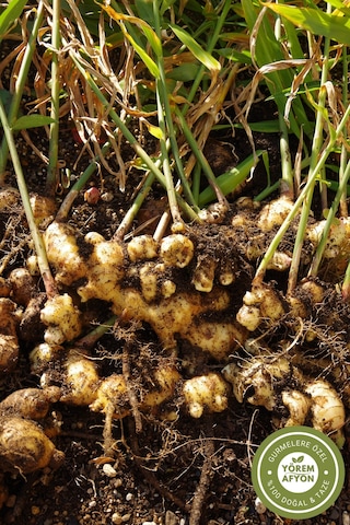 Yörem Afyon Sağlık Dostu Kadim Şifa Kaynağı Kurutulmuş Zencefil Kökü Zingiber Officinale 80gr.