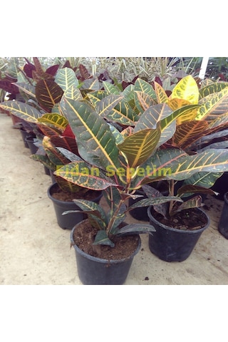 Croton Petra Bitkisi 40-50cm