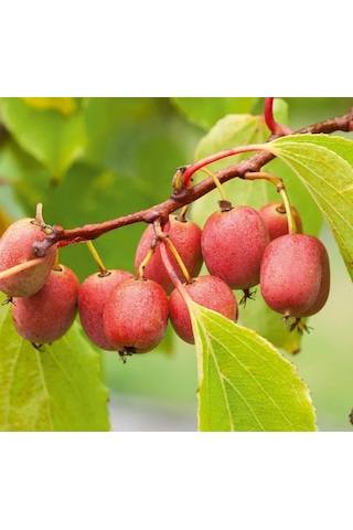 Mini Kivi Fidanı 3 Adet - Kens Red