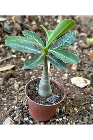 5.5 Luk Saksıda Sarı Kırmızı Adenium Çöl Gülü Çiçeği Fidanı 1
