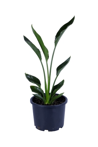 Starliçe - Starliçe Regina - Bitki Boyu 50-60 Cm Saksı Hariç - Cennet Kuşu - Strelitzia Regina