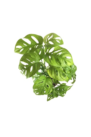Monstera Adansonii (Deve Tabanı) Ø12 CM Y30-35 CM